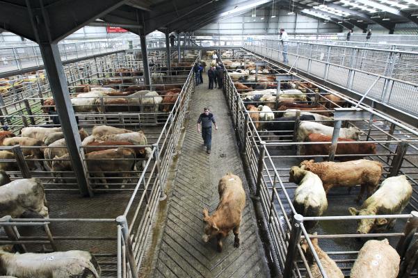 Livestock buyers could be licensed to guard farmers