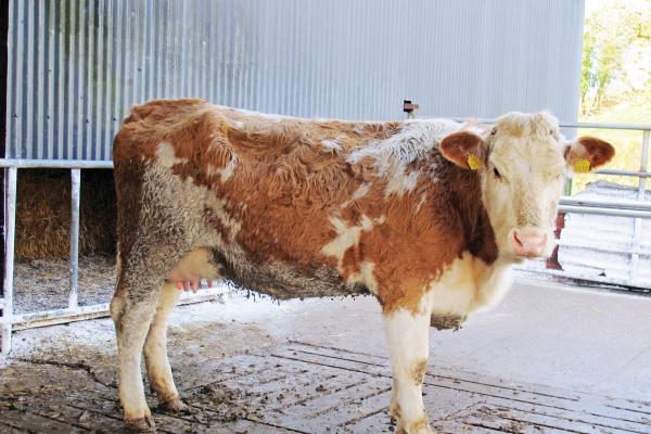 BETTER farm - Producing quality heifers
