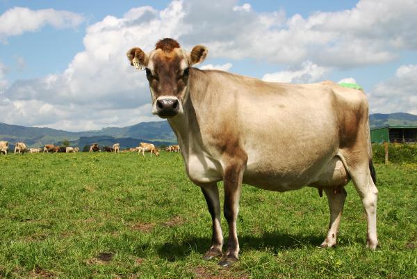 Sustainability for primary agriculture and agribusiness