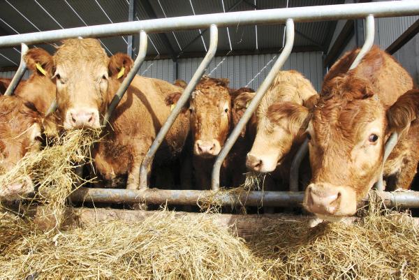 The Life of P.I.! Tackling BVD once and for all  