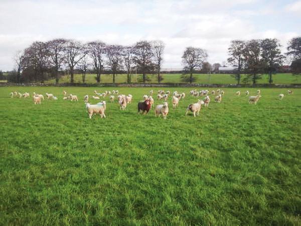 Mating ewe lambs on the BETTER sheep farms