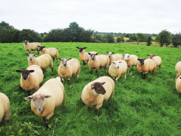 Breeding ewe lambs — avoid the pitfalls