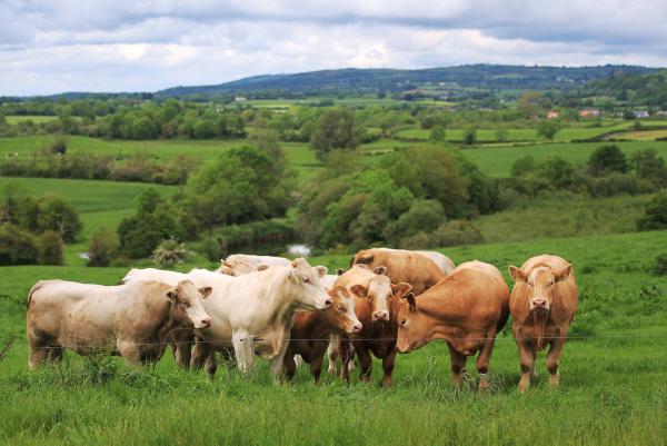 Half of herds have Schmallenberg virus 