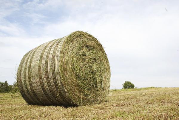 One-third of farmers short on silage