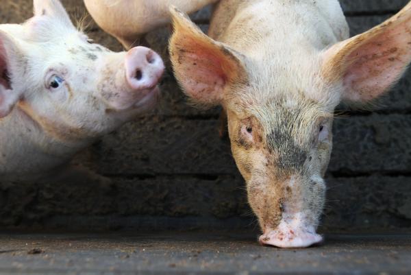 Pig virus spreads to 34 herds 