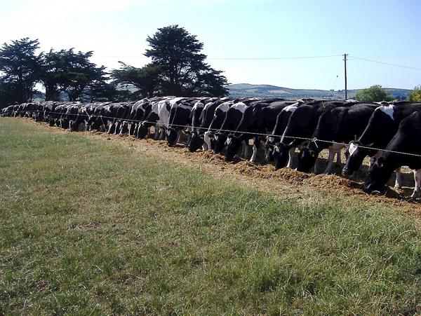 Drought hindering New Zealand milk output