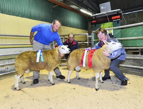 Award winning in-lamb gimmers at Northern Stars sale 