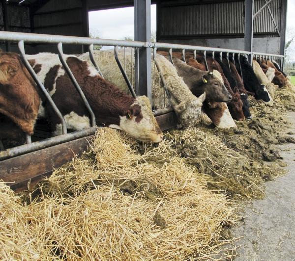 BETTER Farm: Managing dry cows 