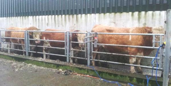 Tommy Moyles - herd health planning far better than fire brigade treatment