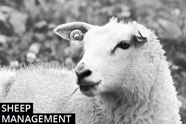 Sheep Farming Management Notes