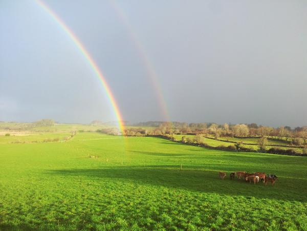Farmer writes: Testing reveals unwelcome return of rumen fluke