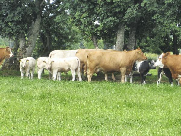 BETTER Farm: Cow condition impacts on calving and fertility
