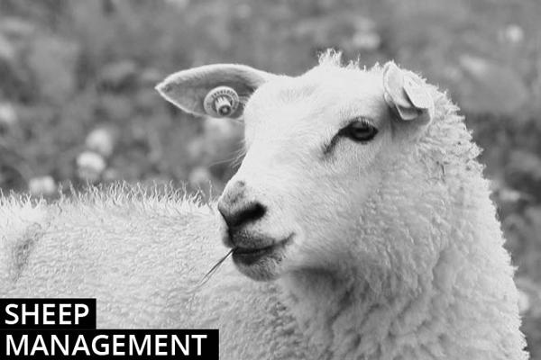 Sheep farming management notes
