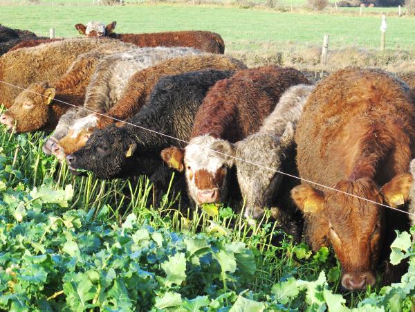 BETTER Farm: On the ground with Adrian Kelly, Co Offaly