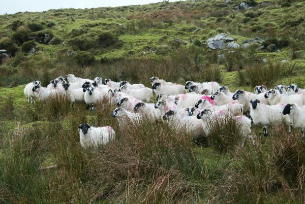 Teagasc Hill Sheep Conference                      