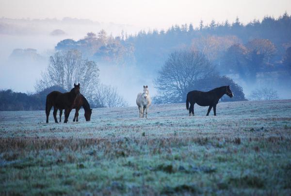 Photo of the Week Monday 13 January