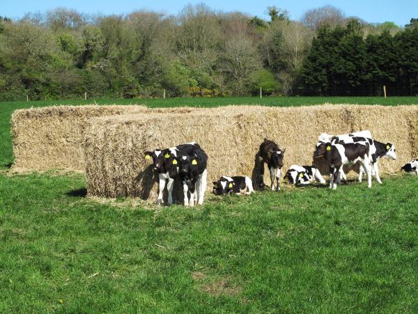 Options for outdoor rearing calves