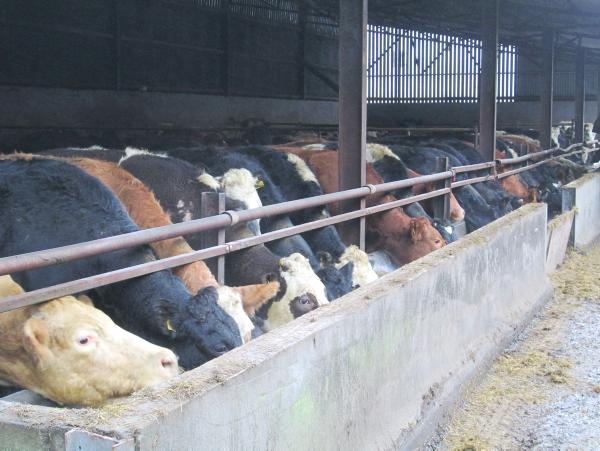 NISBP focus: Alan Cairns, Aghalee, Co Antrim