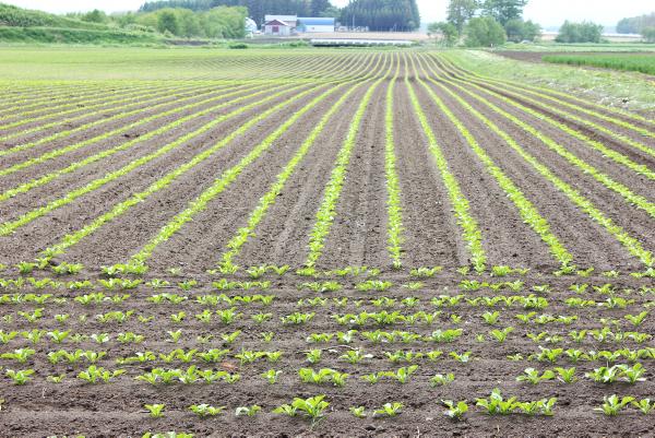 Investing in Sugar Beet Ireland Ltd
