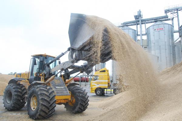 Global wheat remains under price pressure 