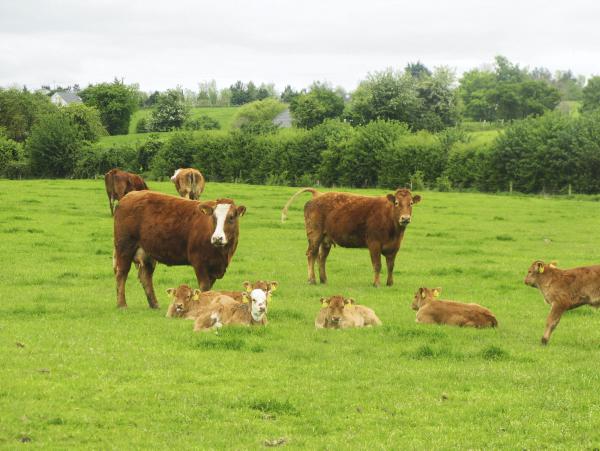 Top tips on getting the cow back in calf