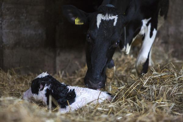 Best of luck with calving season 2014