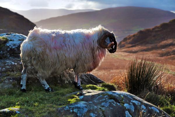 Pictures: Farming in the MacGillycuddy's Reeks