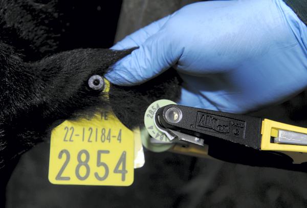 Farmer writes: Strong action needed to rid country of BVD scourge