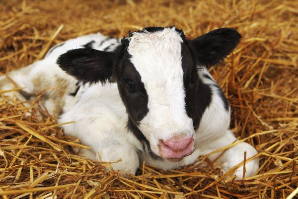 Increased investment in agri food sector