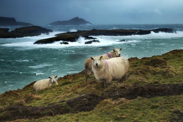 Farmers hit by recent storm damage  