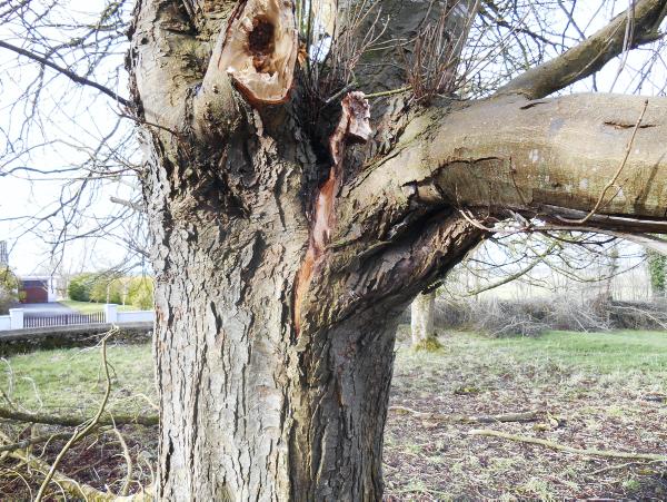 Check for weakened trees - especially in roadside hedges