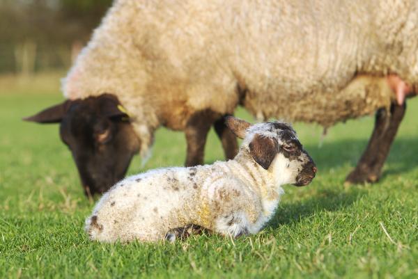 Vet's Corner: Seasonal reminders – coming into the busy spring period 