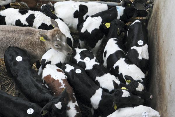 Prices weaken as supply of Friesian calves increases