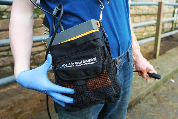 BETTER Farm: Good scanning results in autumn cows