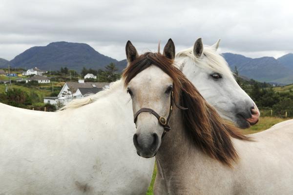 The business of sport horse breeding