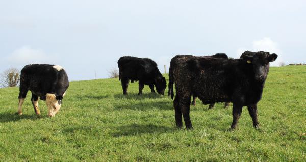 BETTER Farm: Focus on beef from grass in Tipperary
