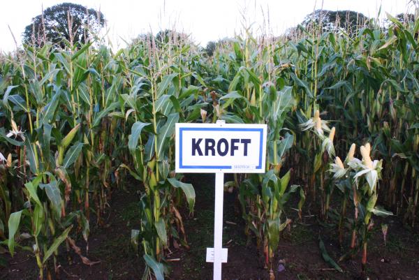 Two new maize varieties listed