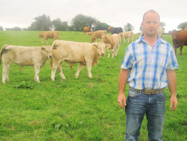 BETTER Farm: Spring calving cows going out to grass in Westmeath