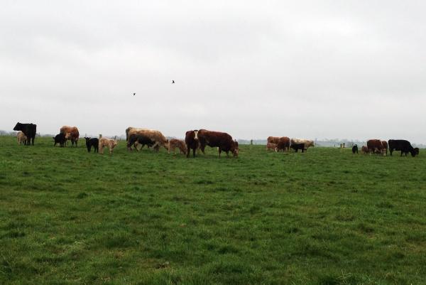 Derrypatrick herd update: Feeding first-calved heifers to maintain condition