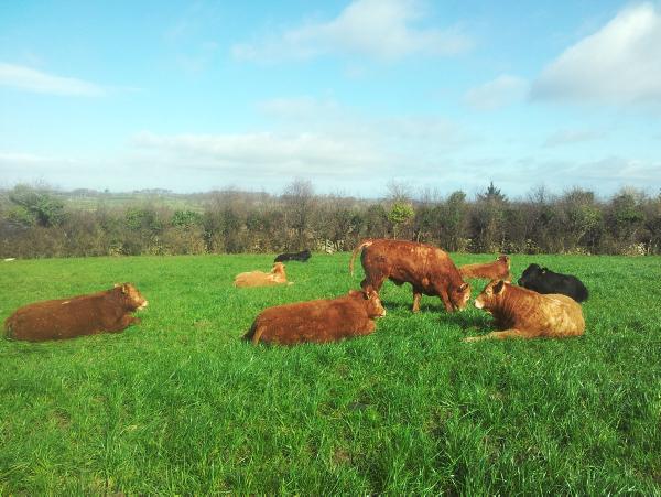 Farmer writes: Bulls achieve good weight gains but goalposts have moved