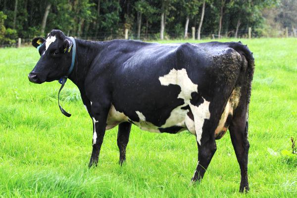 Wake up call on dairy expansion