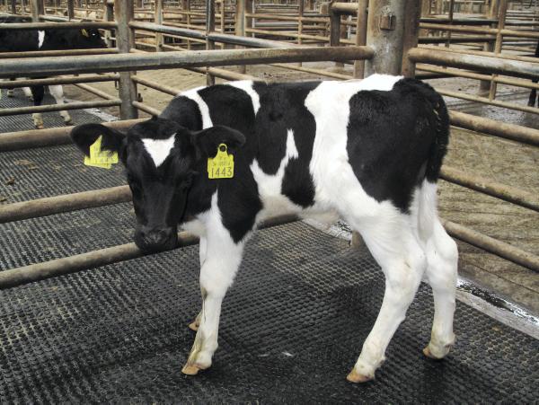 Camera at the ringside: Livelier calf trade at Kilkenny Mart