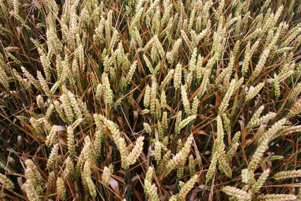Optimising SDHI use in cereal disease programmes