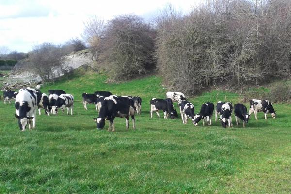 Farmer writes: Balance before breeding