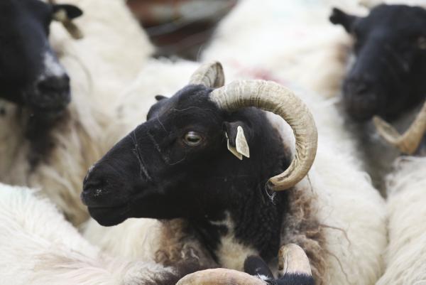 Farmer writes: Lambing, grass growth and beef issues