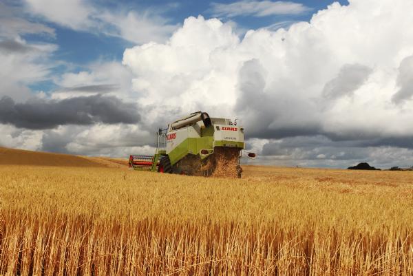 Less wheat and more winter barley