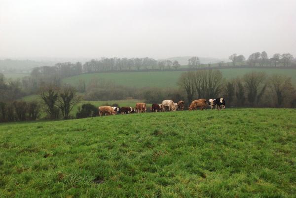 Farmer writes: Rain plays havoc with maintaining ground conditions