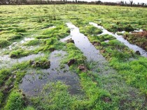 BETTER Farm: Successful land drainage in Kerry allows early turnout BETTER Farm: Successful land drainage in Kerry allows early turnout