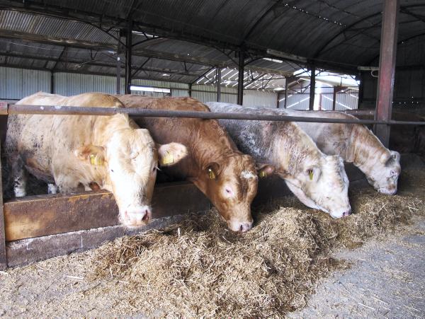 BETTER Farm: Spring calving cows out at grass in Longford
