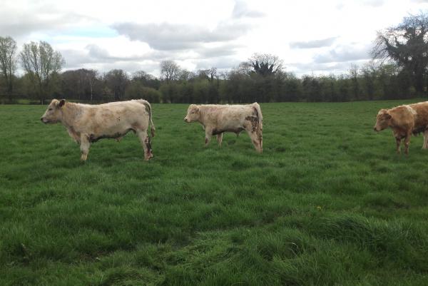 Farmer writes: How mad are we beef farmers?